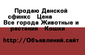  Продаю Данской сфинкс › Цена ­ 2 000 - Все города Животные и растения » Кошки   